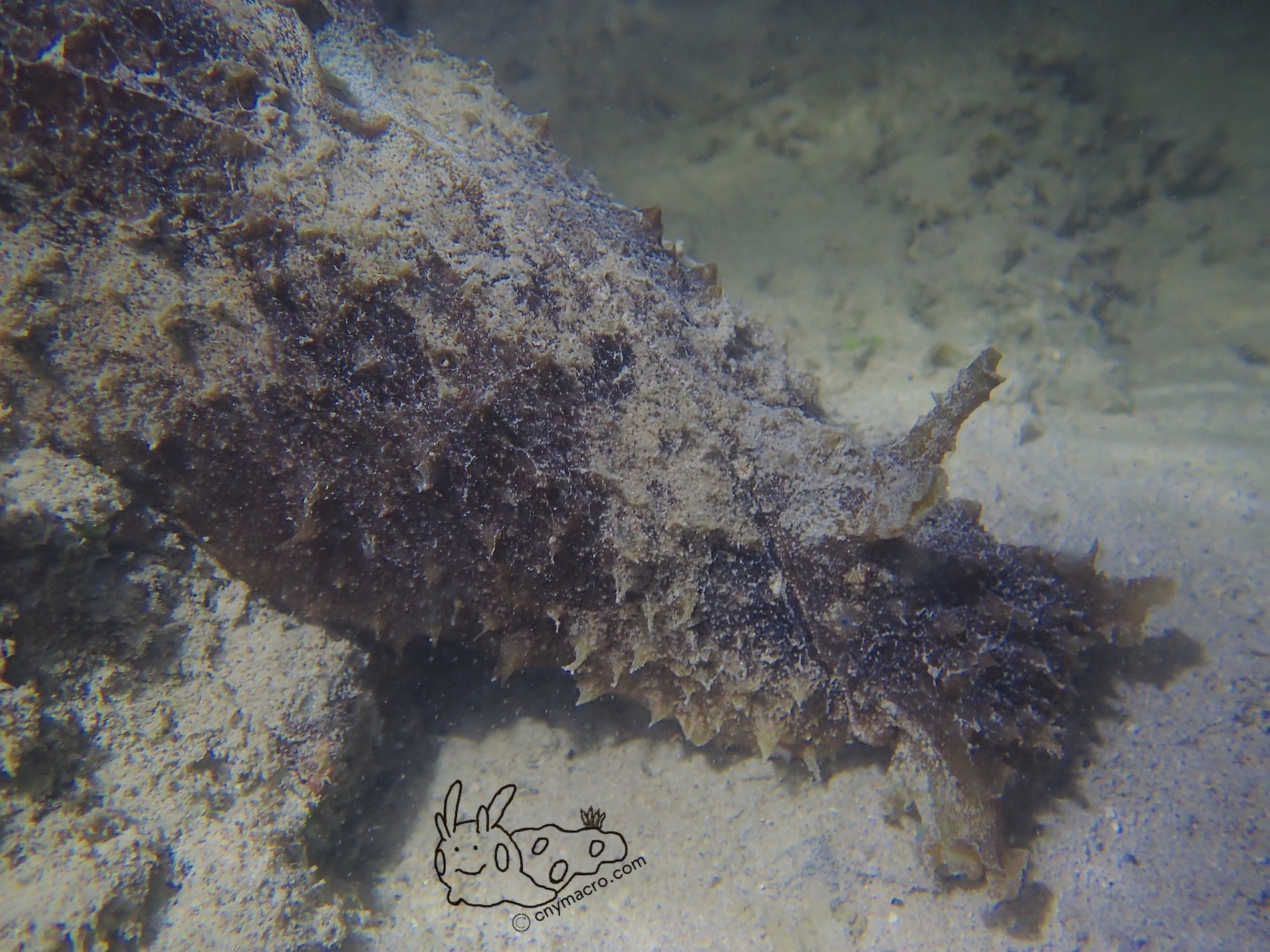 Dolabella auricularia 2