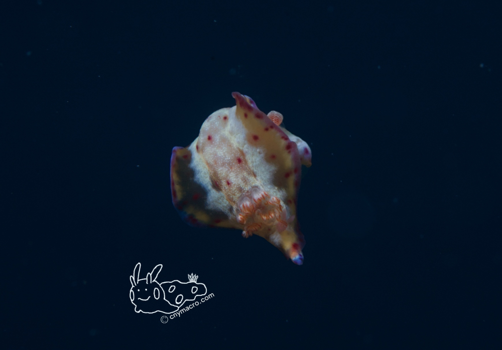 Hexabranchus lacer juvenile 2