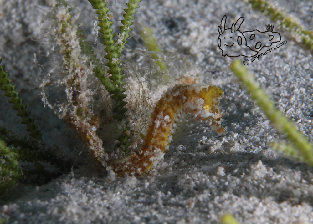 Hippocampus tyro 1