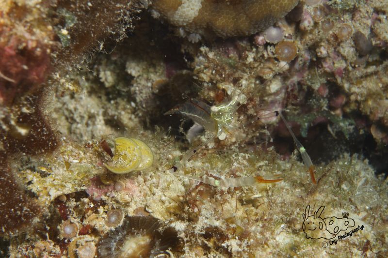 Cuapetes tenuipes 2