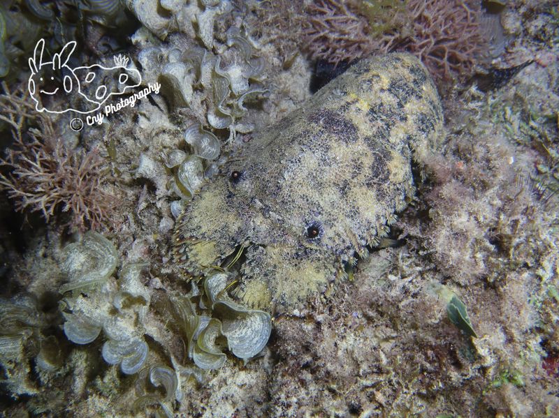 slipper lobster 1