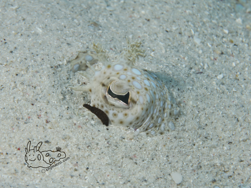 Flounder insand eye