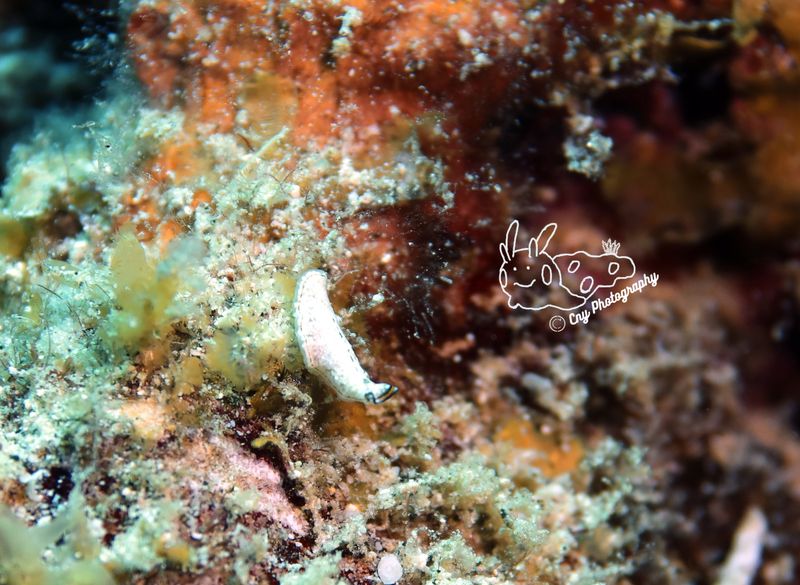 Pseudoceros2