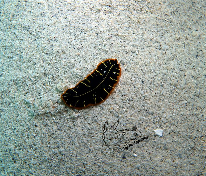 Pseudoceros sp32 D 1