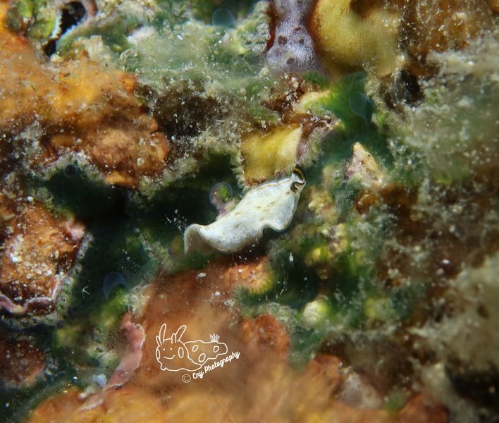 Pseudoceros sp 2