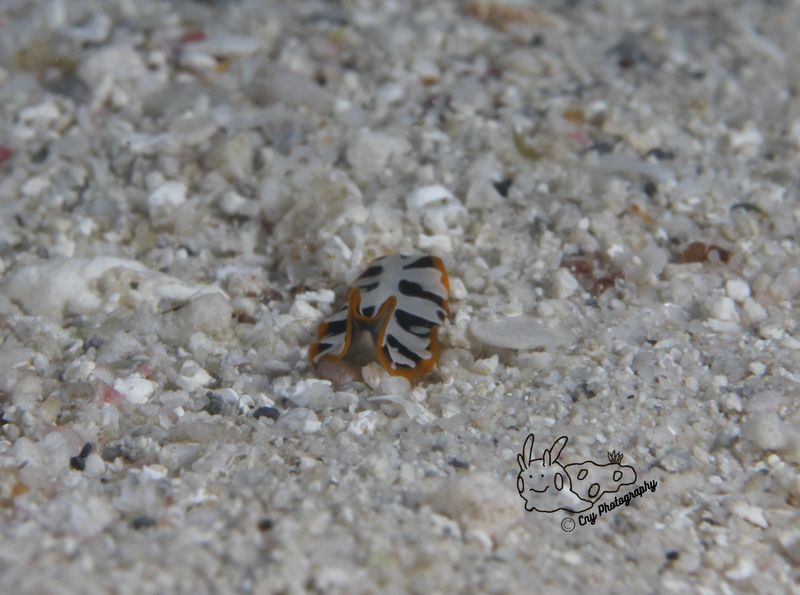 Pseudoceros zebra 3