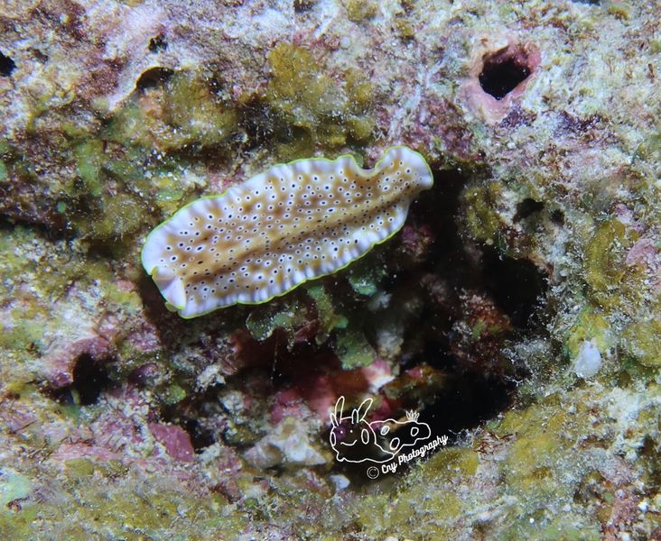 pseudoceros nigropunctatus 2