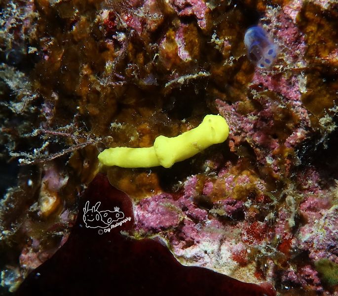 Aegires citrinus 2