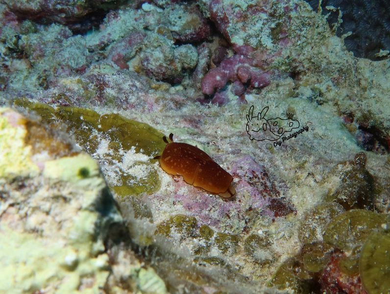 Berthella martensi 2