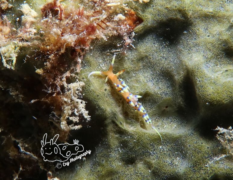 Caloria indica 3