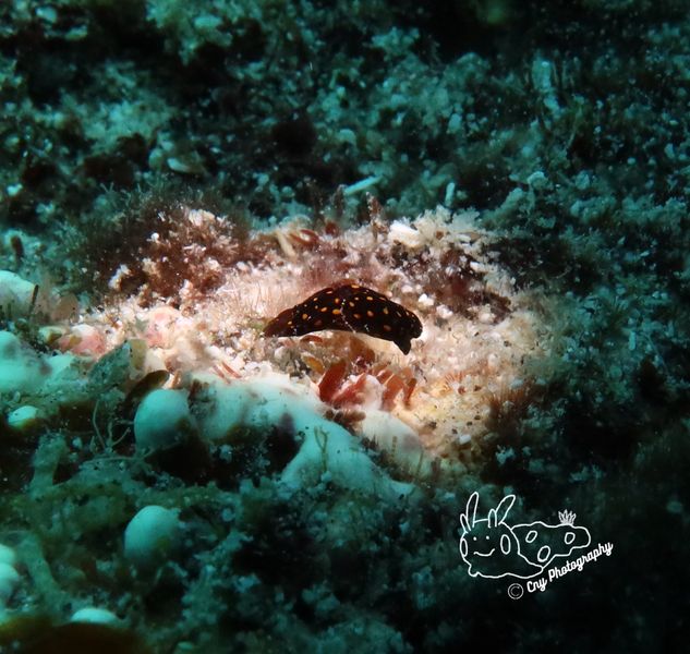 Chelidonura sp 2