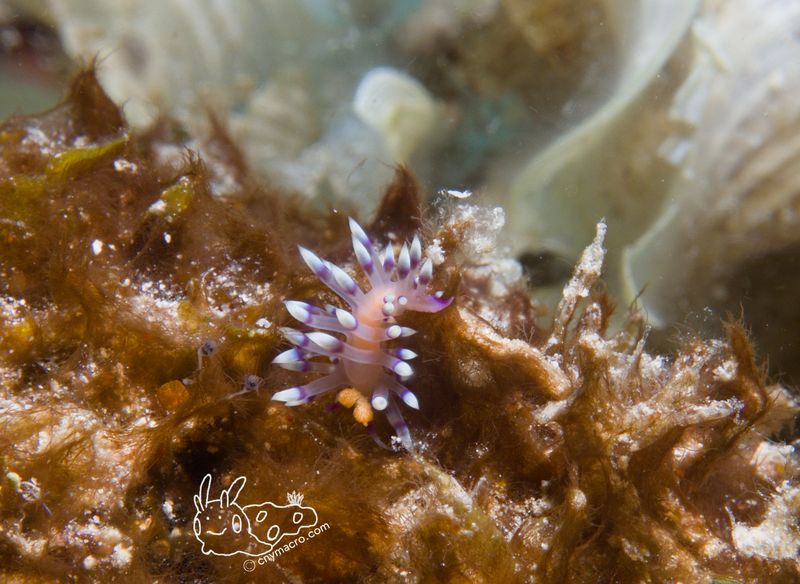 Coryphelina exoptata 2