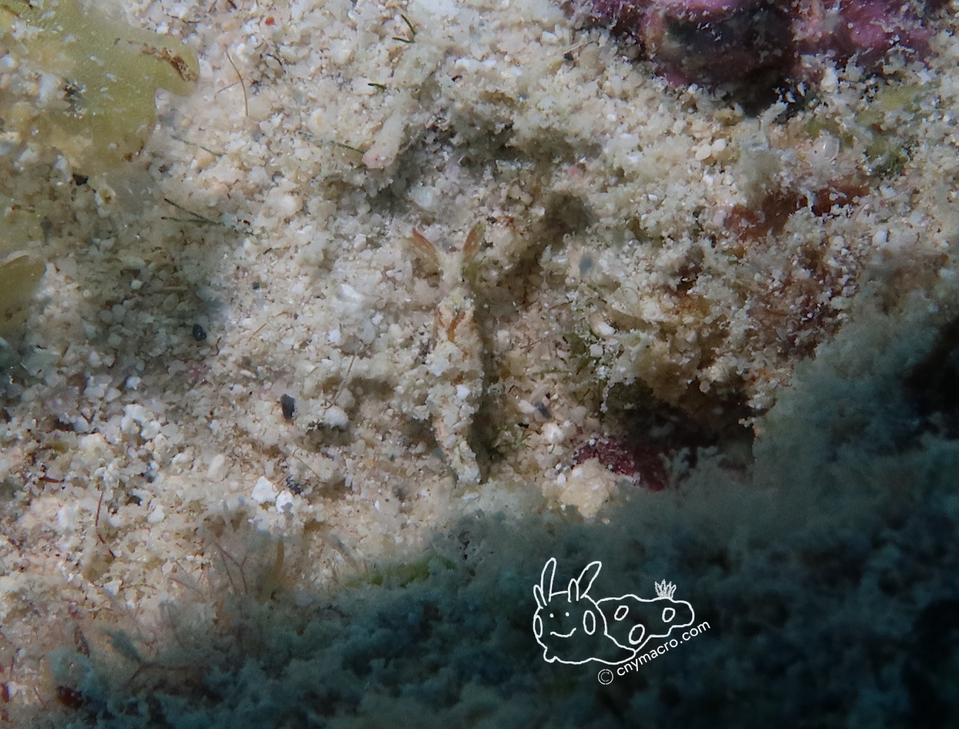 Elysia sp 5
