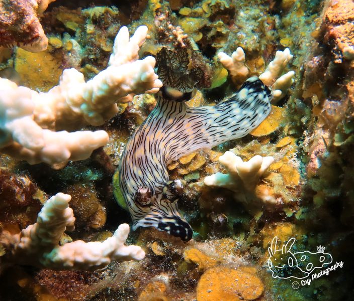 Jorunna rubescens 5