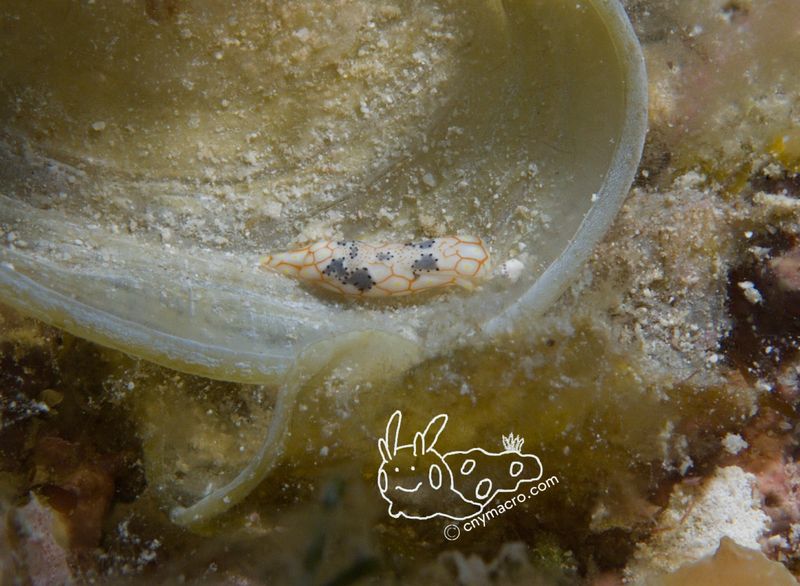 Odontoglaja mosaica 5