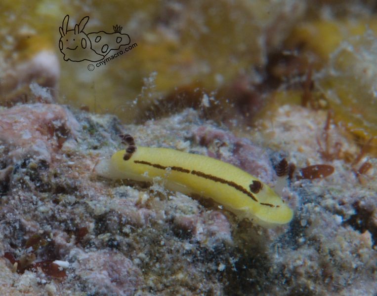 Paradoris sp4 5