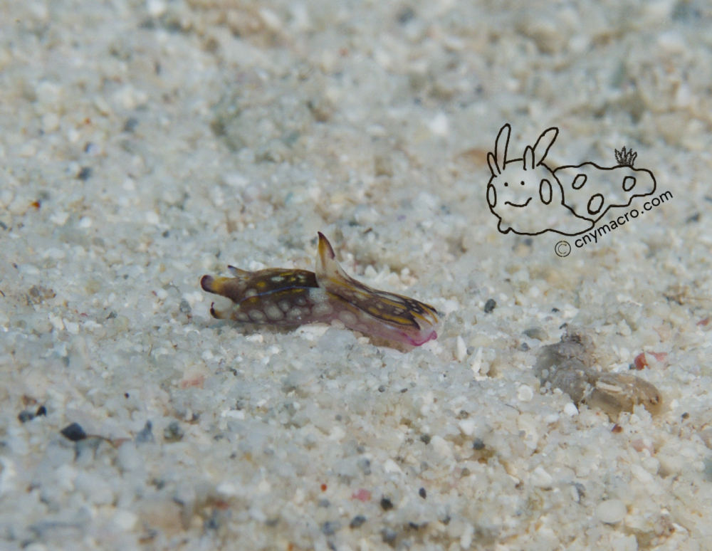 Philinopsis speciosa 5