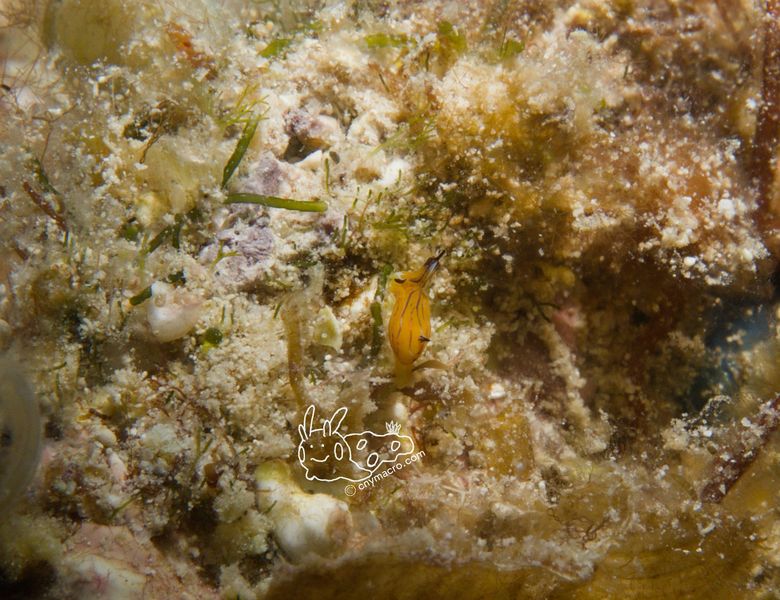 Siphopteron tigrinum 4