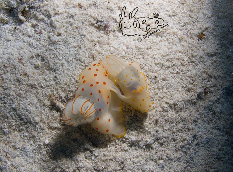 gymnodoris ceylonica 10